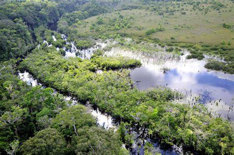 Mosaïque de savanes et mangrove en Guyane