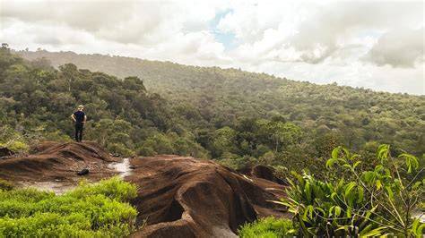Sentier pédestre en savane guyanaise