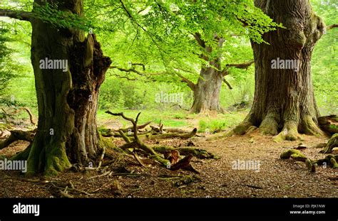 Forêts de chênes hêtres et mélèzes