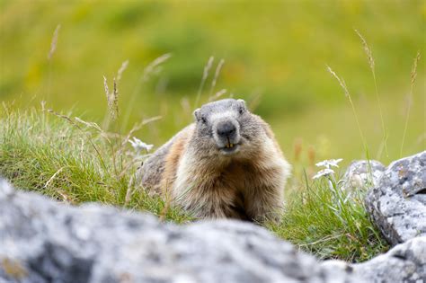 Observation des marmottes dans le Beaufortain