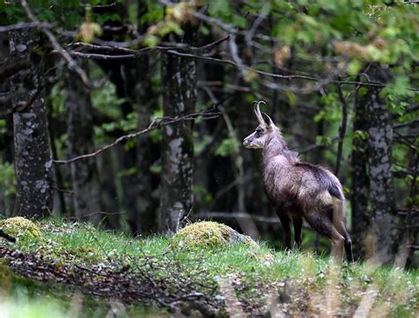 Faune sauvage des Hautes-Vosges