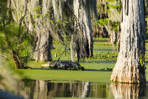 Bayous de Louisiane avec alligators
