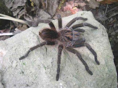 Phormictopus cancerides mygale République dominicaine