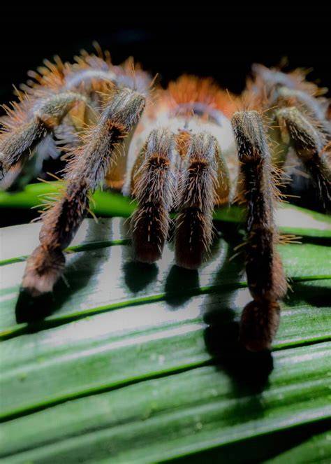 Mygale sur porte fenêtre à Punta Cana
