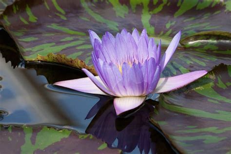 Lotus bleu fleur aquatique