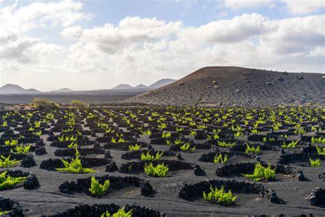 Vignobles volcaniques de La Geria Lanzarote