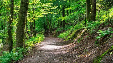 Sentier de randonnée dans le Bocage gâtinais