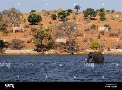 Éléphant près de Thiyeni Hide