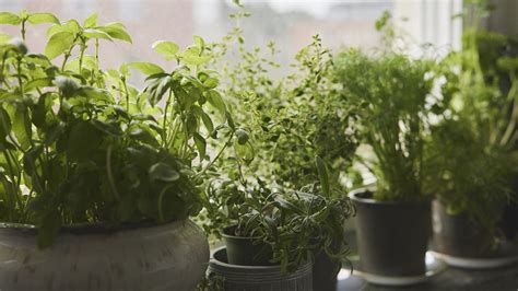 Jardin d’herbes aromatiques thaïlandaises