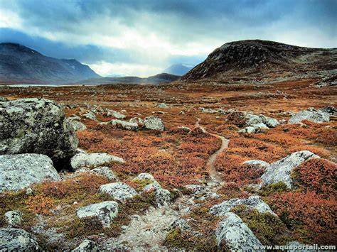 Plateau du Sognefjellet paysages de toundra