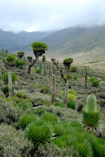 Géants séneçons et lobelias afro-alpins