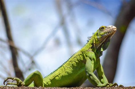 Iguanes de l’îlet Chancel en Martinique