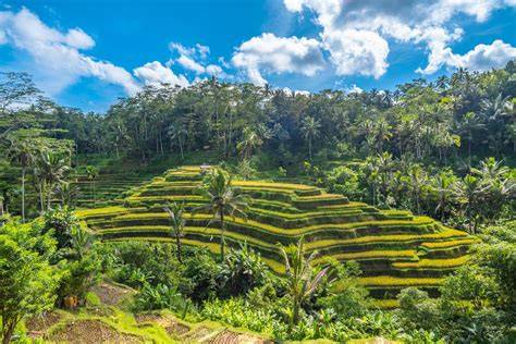 Rizières en terrasse et villa Bali