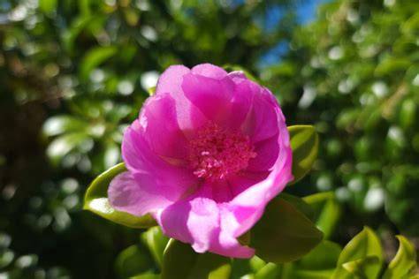 Rosa de Bayahibe fleur nationale dominicaine