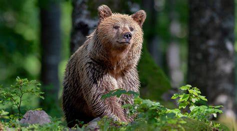 Ours brun forêt Alpes dinariques Plitvice