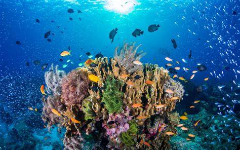 Snorkeling sur un récif corallien cubain