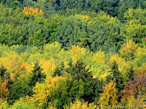 Forêt de feuillus dans la vallée de Chevreuse