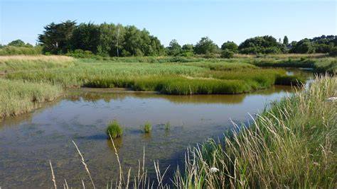 Lagunes et roselières des Aiguamolls