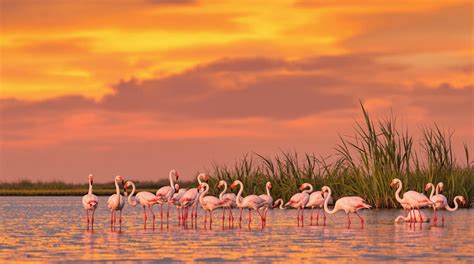 Flamants roses et cigognes dans les marais