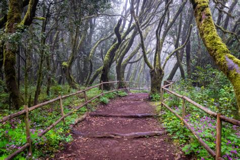 Forêt de laurisilva du parc Garajonay