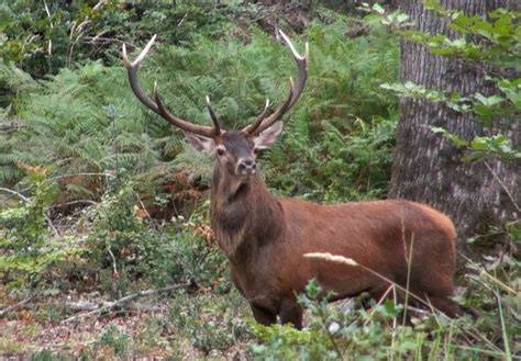 Forêt de Tronçais et cerf en automne