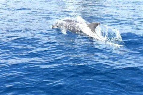 Lagoa Azul et dauphins dans la baie