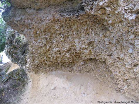 falaise d’huîtres fossiles à Sainte-Croix-du-Mont