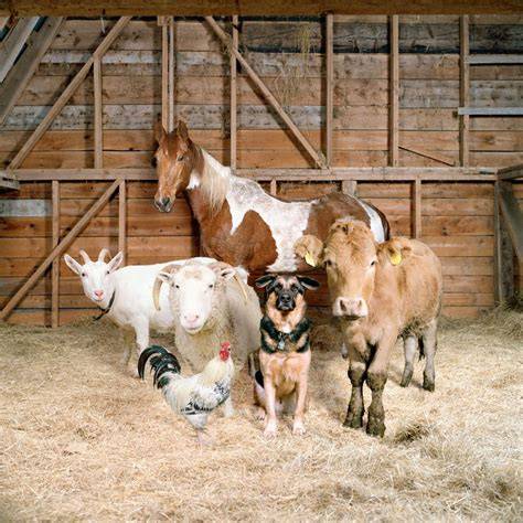 Animaux ferme ancienne Puisaye
