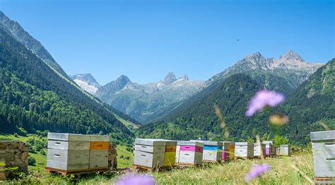 Apiculteur et ruches dans les Alpes