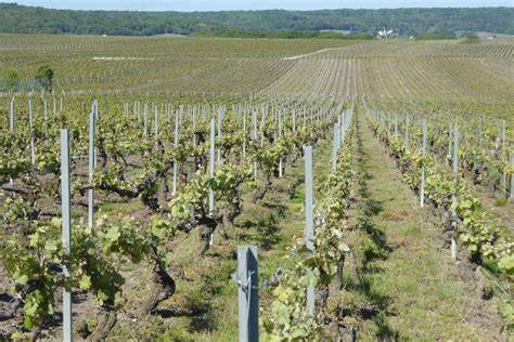 Autocar à impériale dans les vignes champenoises