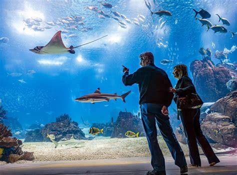 Intérieur de l’Oceanário de Lisboa
