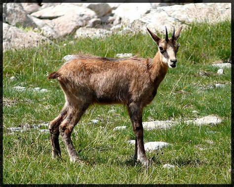 Chamois au bord du lac Basto