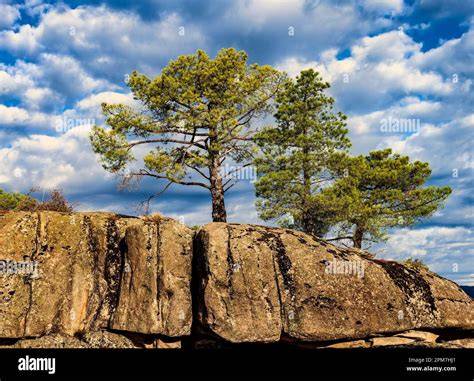 Pins d’Alep et rochers calcaires du Cap Martin