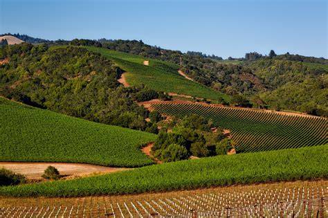 Oliveraie et vignobles de Napa Valley
