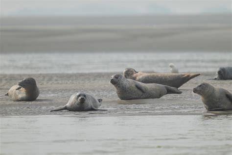 Phoques gris plage des Sternes Berck