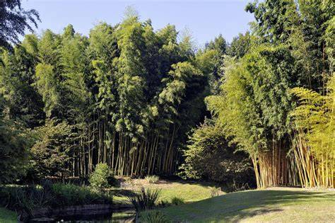 Bambouseraie d’Anduze jardin exotique