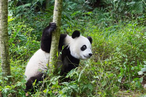 Réserve de pandas géants de Dujiangyan
