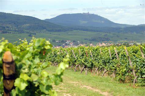 Vignoble alsacien pour mariage