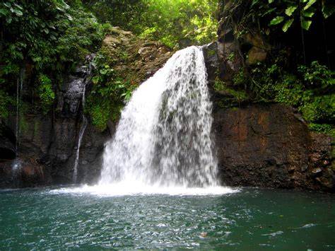 Forêt tropicale et biodiversité de Guadeloupe