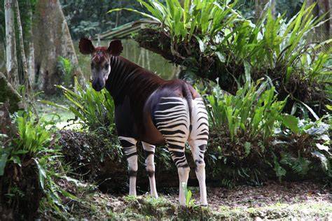 Okapi dans le Parc national de Maiko