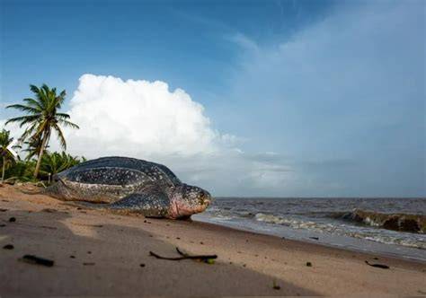Plage d’Awala-Yalimapo et tortues marines