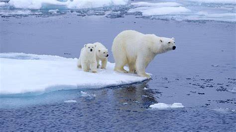 Faune arctique ours polaire et béluga