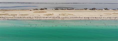 Île Ras Rmal et flamants roses