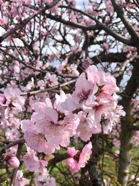 Floraison des amandiers sur le Mandelberg