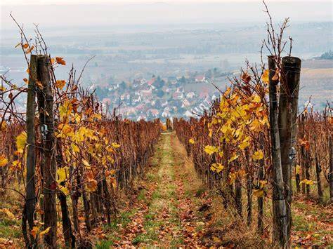 Itinéraires cyclables dans les vignobles alsaciens