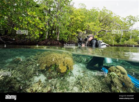 Récifs coralliens et mangroves de Cát Bà