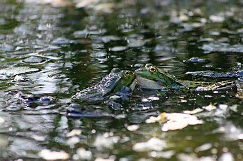 Étang aux grenouilles Ao Ếch