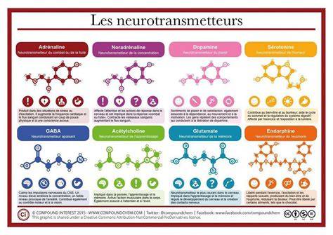 cerveau neurotransmetteurs attraction amoureuse