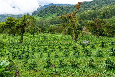 Boquete plantations de café et montagnes