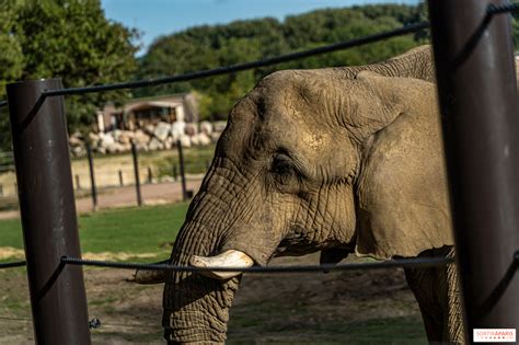 Parc animalier Howletts éléphants Afrique